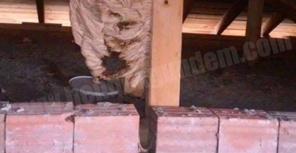 ÇATI ARASINI İSTİLA EDEN ARILAR HAYRETE DÜŞÜRDÜ