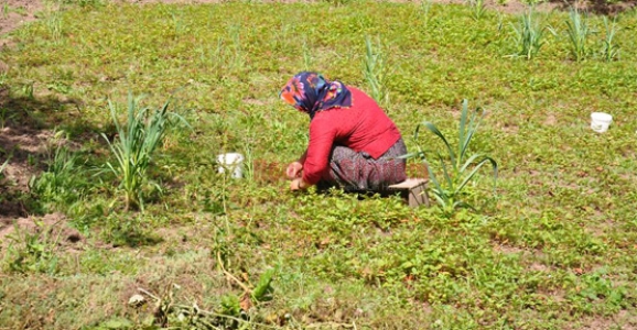 ÇİLEK’TE BELİRSİZLİK