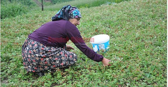 ÇİLEK’TE HASAT BAŞLADI