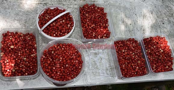 Dağ Çileği Hasadı Başladı