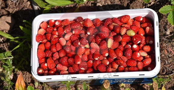 Dağ Çileği Hasadı Gecikmeli Başladı
