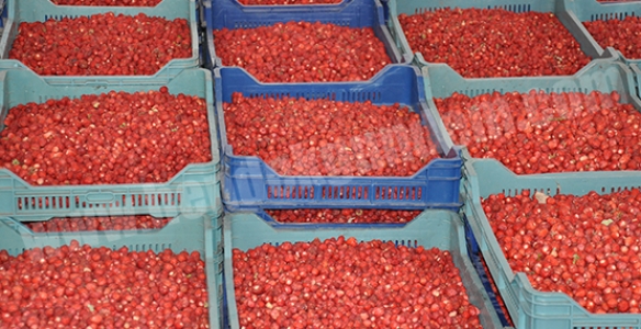 DAĞ ÇİLEĞİ HASATTI BAŞLADI