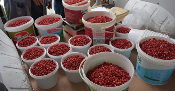 Dağ Çileği Sezonu Açıldı