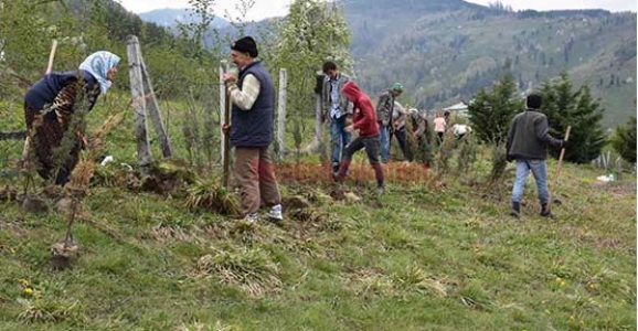DİKMEN ‘DE MEZARLIK KENARI AĞAÇLANDIRILDI