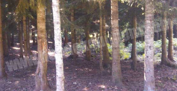  DİKMEN MAHALLESİ ORMANLARI GENÇLEŞTİRİLİYOR  