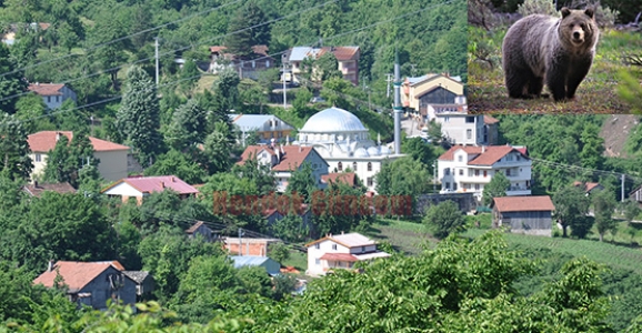 MAHALLEYE İNEN AYI KORKUTTU