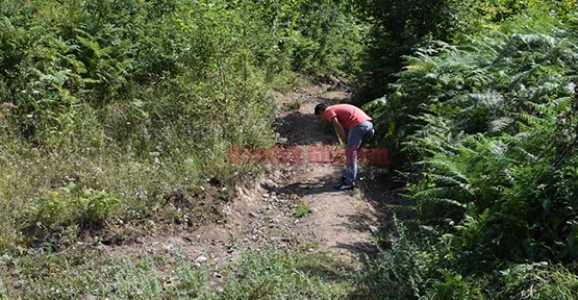 DİKMEN’DE AYILAR İÇİN FOTO KAPAN KURULDU