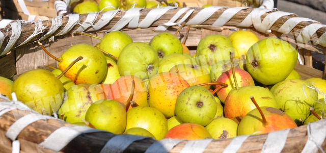 DİKMEN’DEN ARMUT SEVKİYATI BAŞLADI