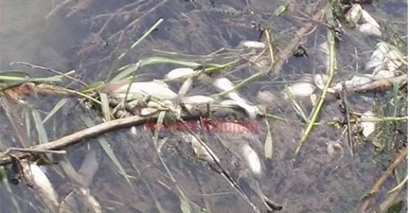 DİNSİZ DERESİNDE BALIK ÖLÜMLERİ 