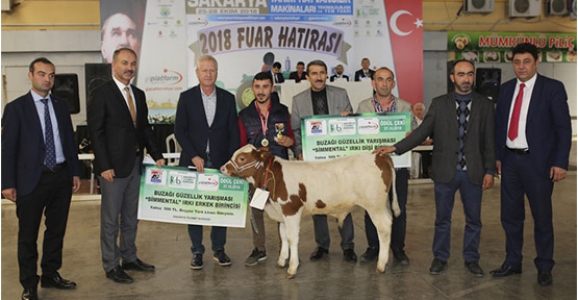 En güzel Buzağı Seçildi
