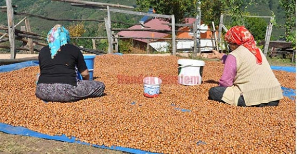 FINDIK DESTEKLEME DOSYALARI ALINMAYA BAŞLANDI