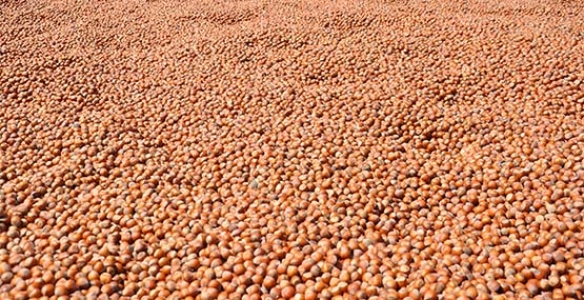 FINDIK FARESİ TUTUKLANDI