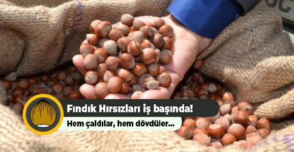 Fındık Hırsızları Darp Etti