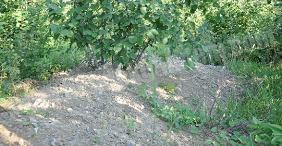 FINDIK ÜRETİCİSİNDEN SEDAŞ’A TEPKİ