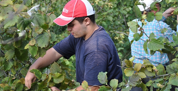 FINDIK ÜRETİCİSİNDE DESTEK SAYISI 16 İLÇEYE ÇIKTI