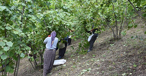Fındık Yevmiyesi Belli Oldu