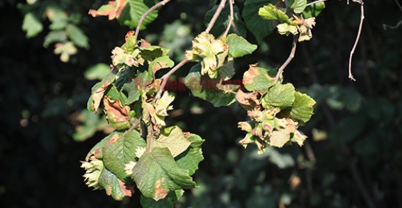 FINDIKÇI BAHÇEYE İNİYOR 