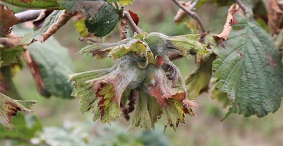 Fındıkta Verimliliği Arttıracak Çalışmalar Yapacağız