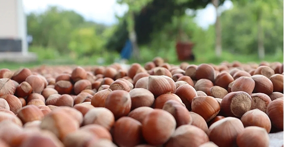 Fiskobirlik Açıkladığı Tarihte Fındık Alımına Başladı