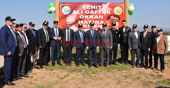 GAFFAR OKKAN ANISINA 2000 FİDAN