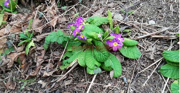 HAVALARA ALDANAN BİTKİLER ÇİÇEK AÇTI