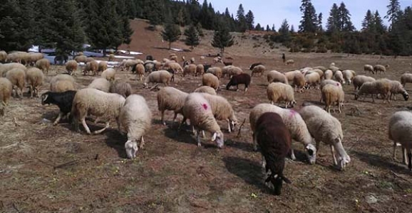 HAYVANCILARIN DİKKATİNE