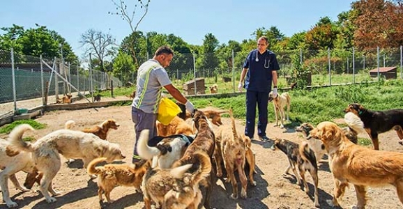 Hayvanlar Sahiplerini Bekliyor