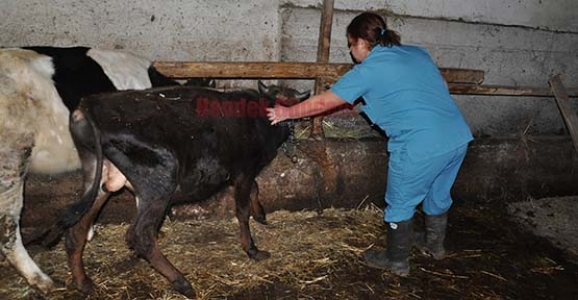 HAYVANLARA ŞAP AŞISI