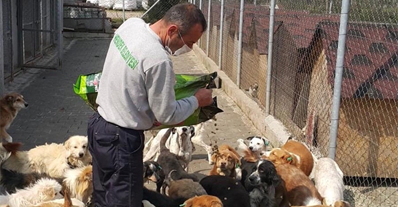 Hayvanlarımız Sahipsiz Değil