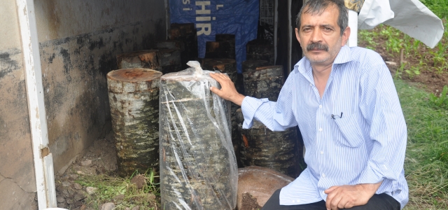 Hendek Dikmen Köyünde  Yaprak  Kayın Mantarı üretimi