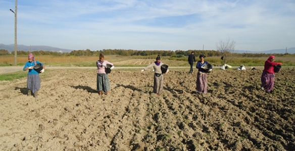 HENDEK FİDANLIK ŞEFLİĞİNDE FİĞ EKİMİ