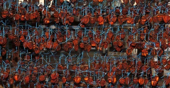 HENDEK HURMASI  DAĞITILACAK