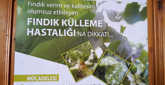 HENDEK İLÇE TARIM FINDIK ÜRETİCİSİNİ UYARDI