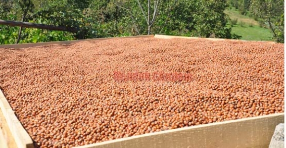 HENDEK İLÇE TARIM’DAN SON UYARI