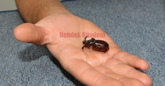 HENDEK’İN DE GERGEDAN BÖCEĞİ OLDU
