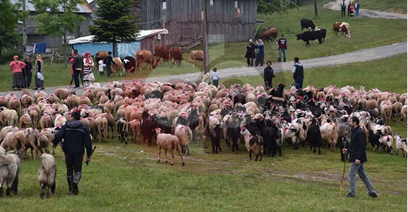 Hendek’te 113 Yıllık Yayla Göçü