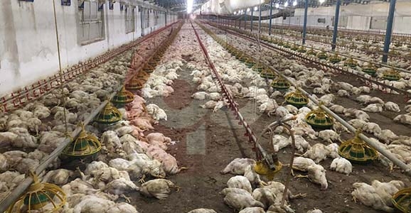 Hendek’te 27 Bin 500 Tavuk Telef Oldu