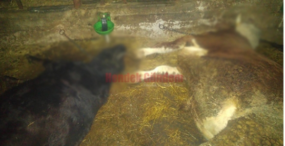 Elektrik Akımına Kapılan Hayvanlar Telef Oldu