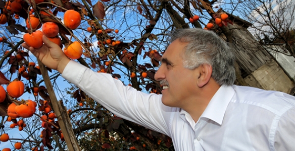 HENDEK'TE HASAT ZAMANI