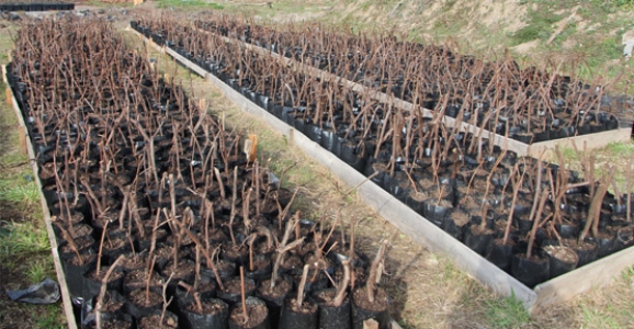 HENDEK'TE KARA ÜZÜM ATAĞI