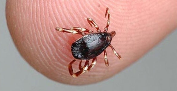 HENDEK’TE KENE KABUSU