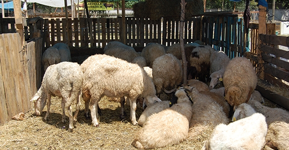 Hendek’te Kesimhaneler Denetlendi