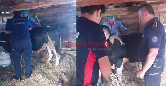 Yangında Mahsur Kalan Boğayı İtfaiye Ekipleri Kurtardı