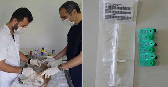 HENDEK’TE SOKAK HAYVANLARI İÇİN MİKROÇİP UYGULAMASI