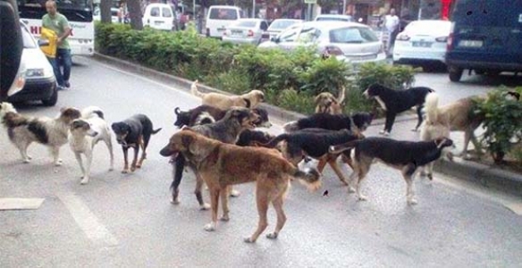 HENDEK’TE SOKAK KÖPEKLERİNDEN GEÇİLMİYOR