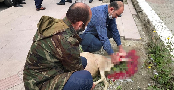 Hendek'te Şükür Kurbanı Kesildi