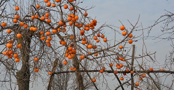 HURMALAR MEYVELERİNİ VERMEYE BAŞLADI