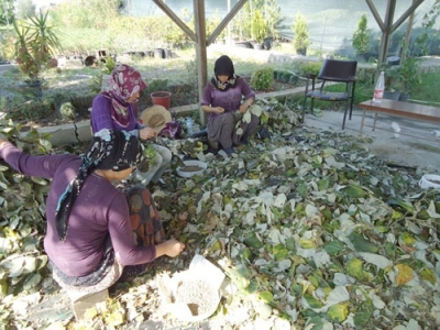 IHLAMUR EKİMLERİ TAMAMLANDI