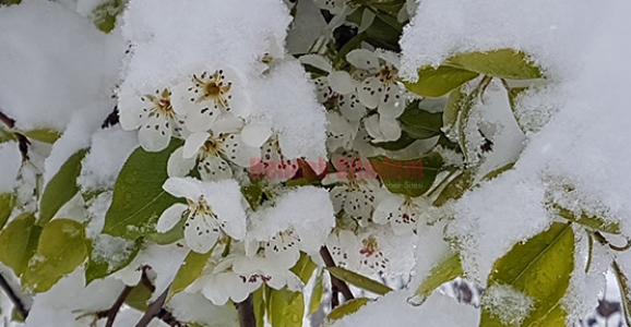 İLÇE TARIM MÜDÜRLÜĞÜ ZİRAİ DON UYARISI YAPTI