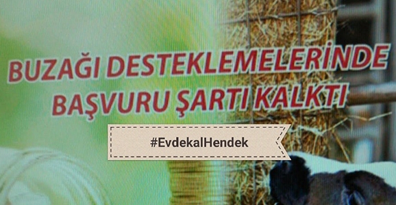 İlçe Tarımdan Büyükbaş Hayvan Üreticilerine Duyuru